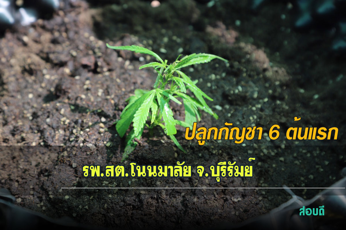 ปลูกกัญชา 6 ต้นแห่งแรก รพ.สต.โนนมาลัย จ.บุรีรัมย์ สร้างเศรษฐกิจชุมชน